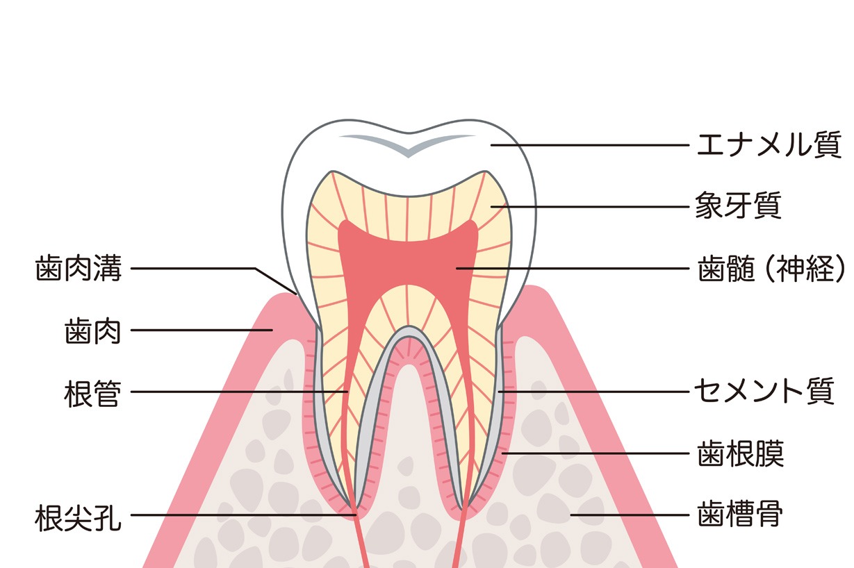 歯に痛みが出る理由